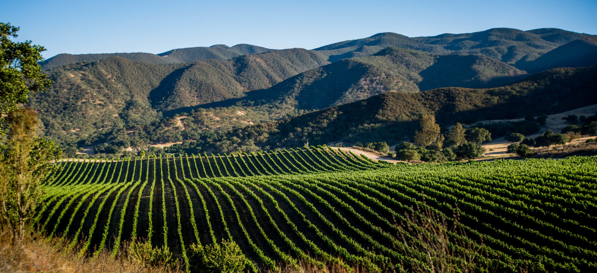 Pisoni Estate: Grand Cru Pinot Noir and Chardonnay from the Santa Lucia ...