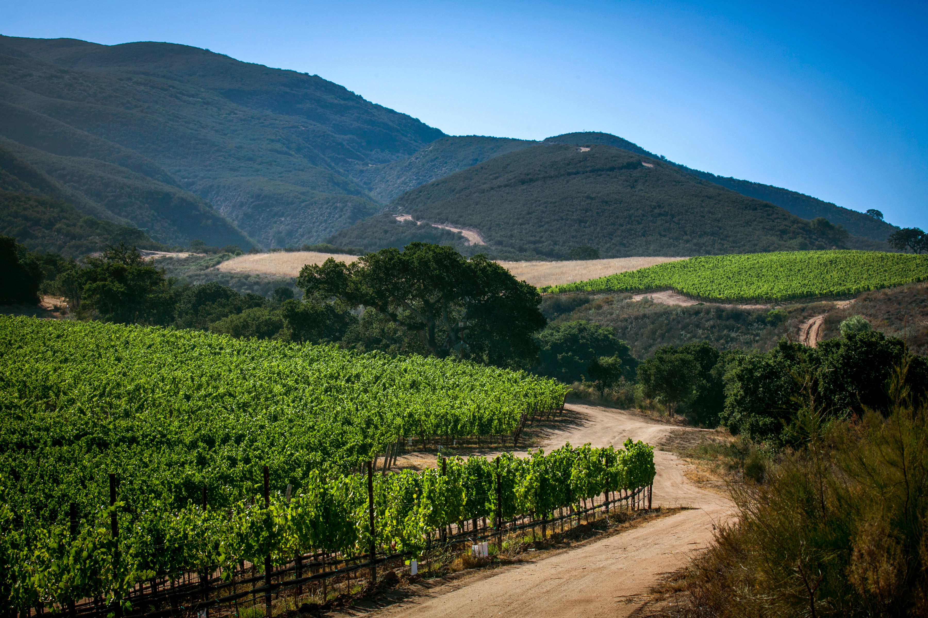 Pisoni Estate: Grand Cru Pinot Noir and Chardonnay from the Santa Lucia ...