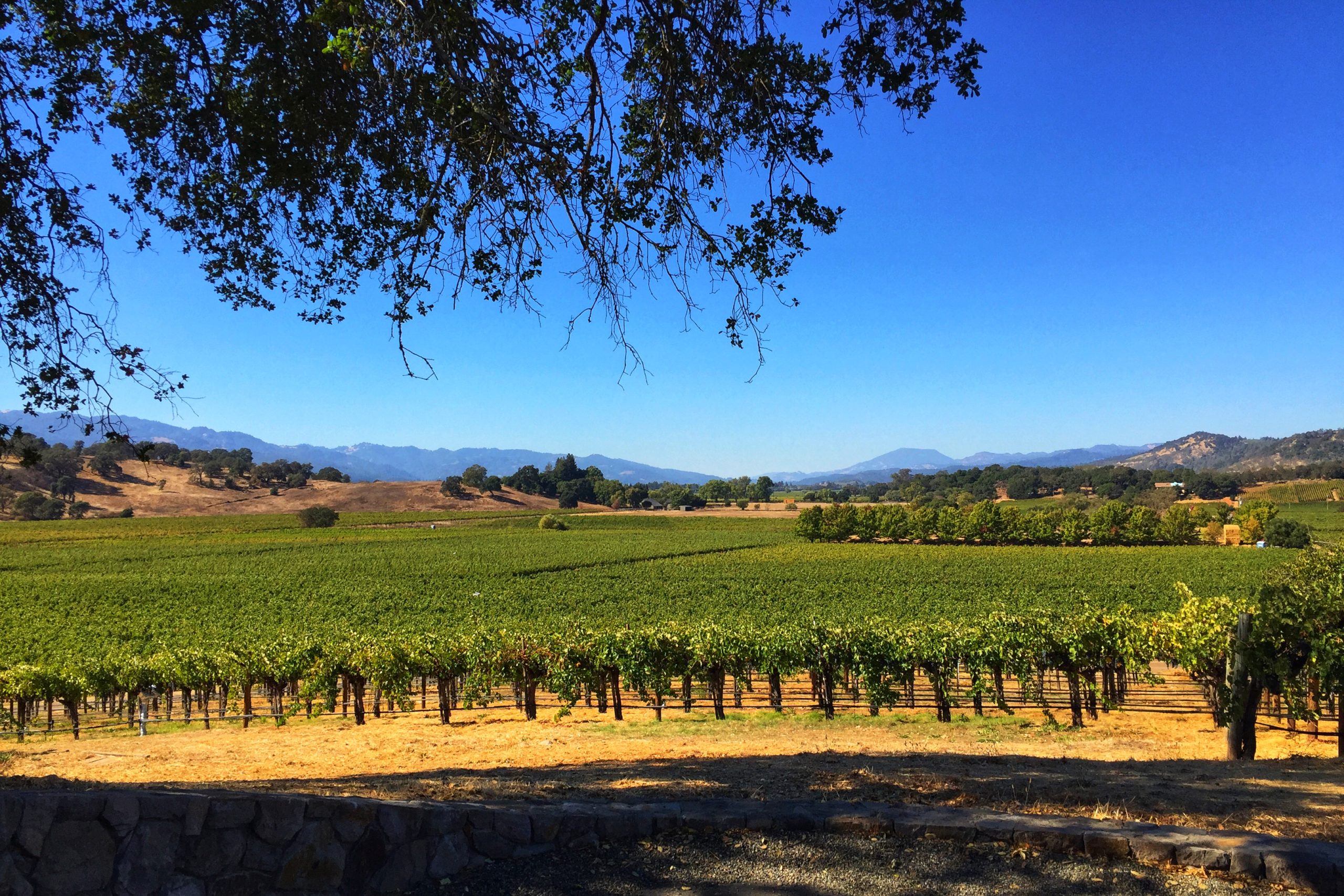 In Pursuit of Value: Top 26 Napa Cabernet Sauvignon Under $100