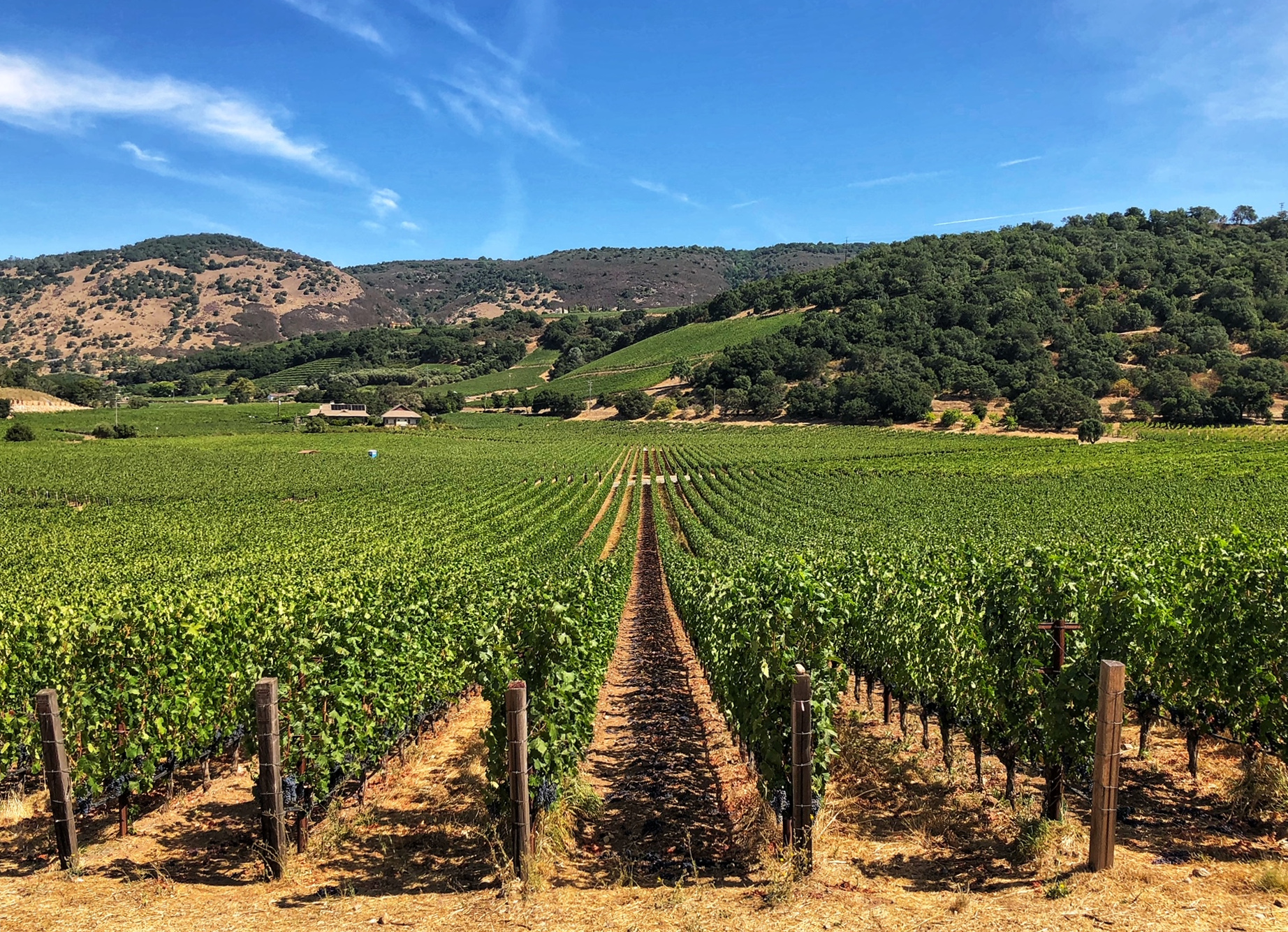 Napa Valley's 2018s - JebDunnuck.com