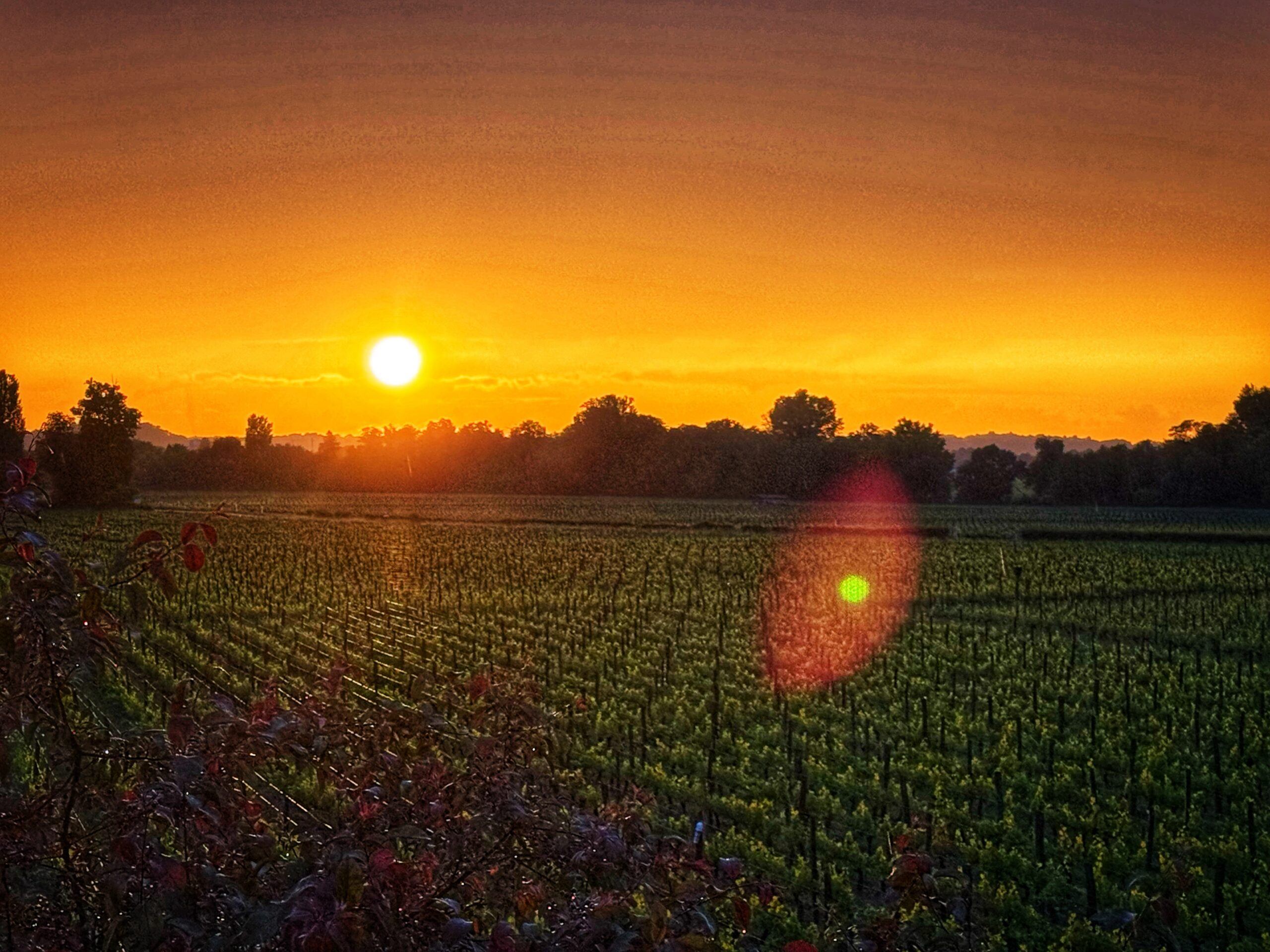 Bordeaux 2025 En Primeur: A Modern 1961 - JebDunnuck.com